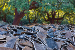 Cork Harvesting