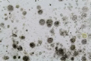 Black Mould Solutions