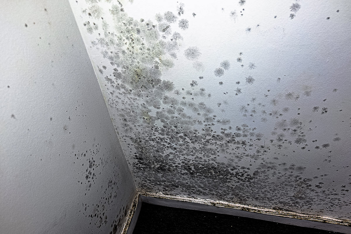 Black mould patches on white walls around an internal corner above a window