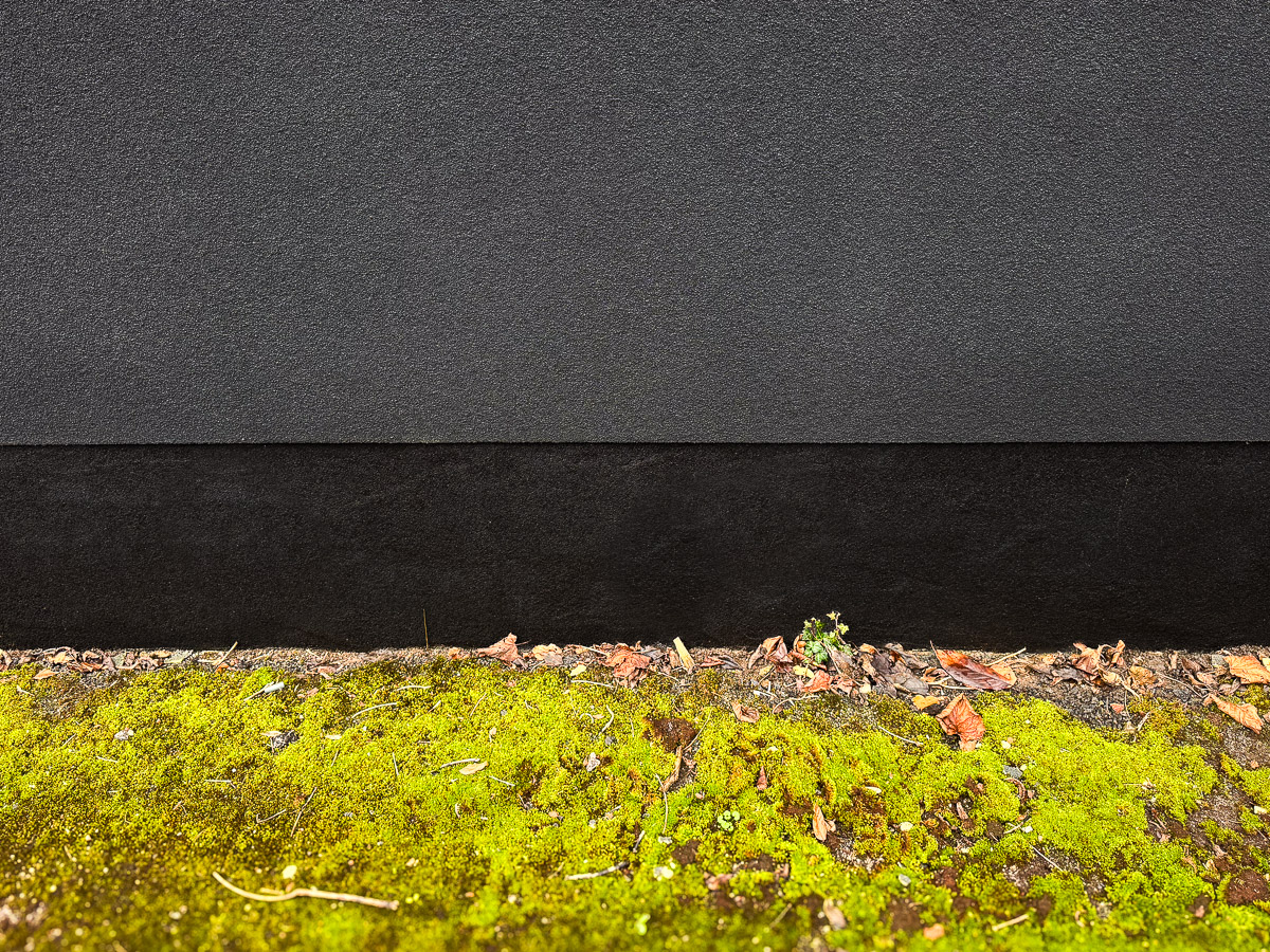 Cork-coated Harborne wall beside moss-covered ground